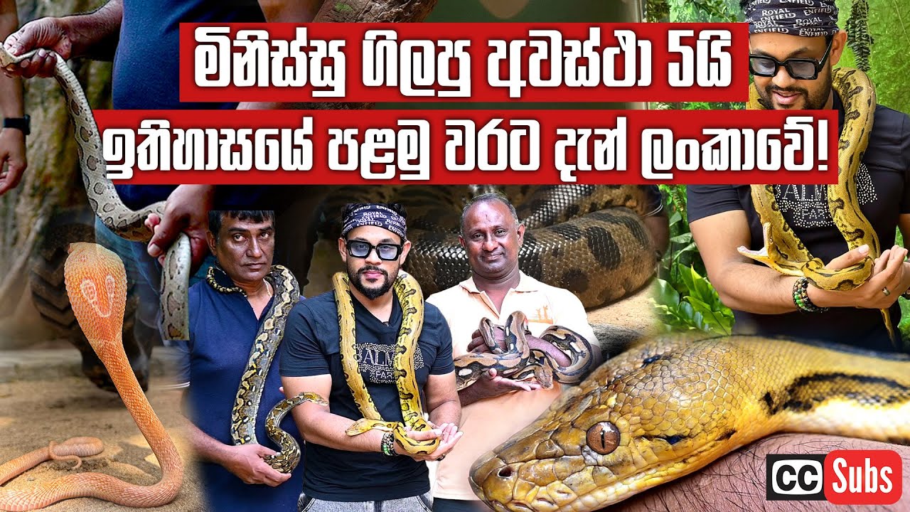 මිනිස්සු ගිලපු පිඹුරු සෙට් එකක් පළමුවරට ලංකාවෙන් හමුවෙයි ! | Pet Talk