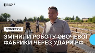 Як овочева фабрика на Харківщині змінила роботу через ракетні удари