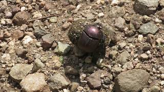 Tanzania 2018 - Lake Eyasi - Dung Beetle