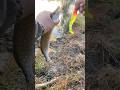 Рыбалка на спининг в маленькой речке, щука #fishing #рыбалка