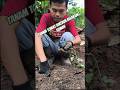 Tanam Tomat di Kebun Belakang Rumah #tanamtomat #tomato #hobiberkebun #ytshorts