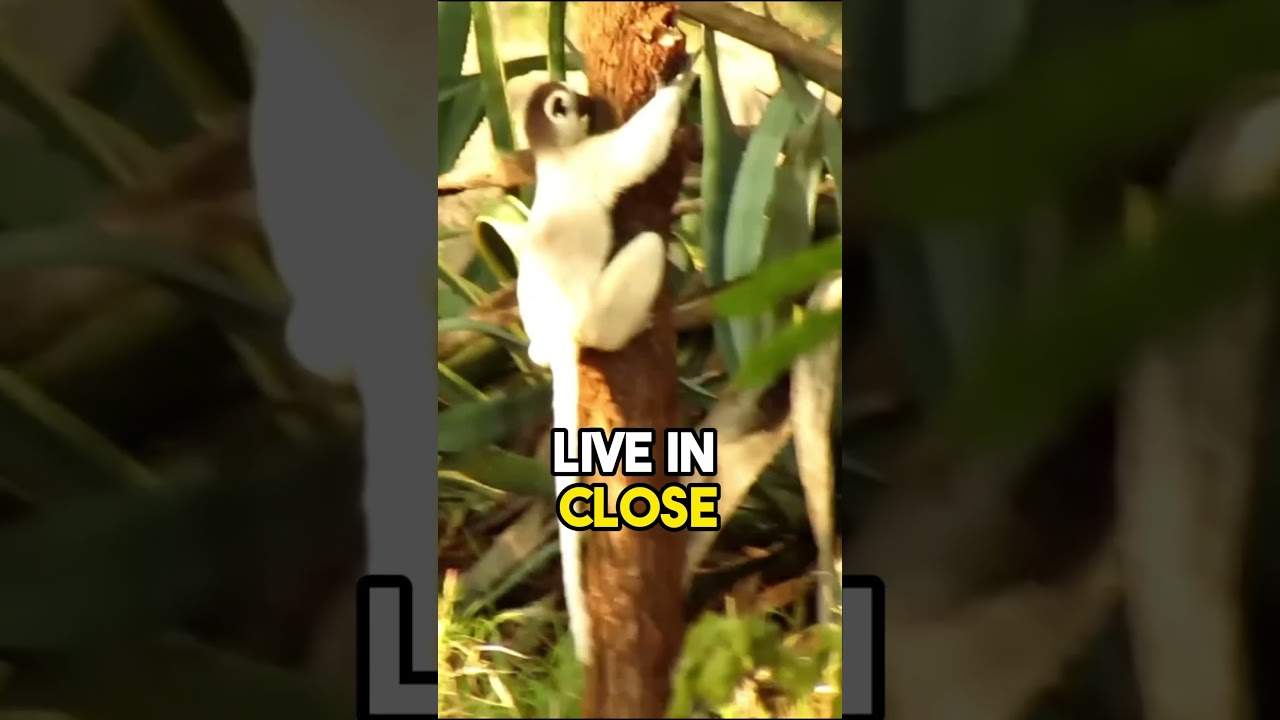 Sifaka|The Primate That Dances in the Trees 🐵💃| 