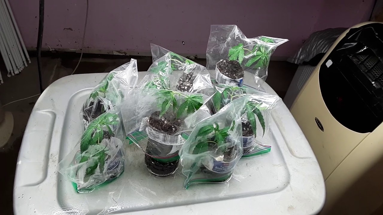 Zombie Kush clones setting up the grow space