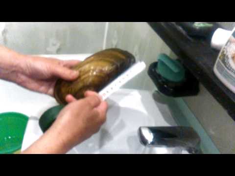 Ракушка(перловица) с р Белой