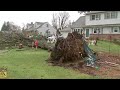 Storm knocks down trees in Horsham, Montgomery County