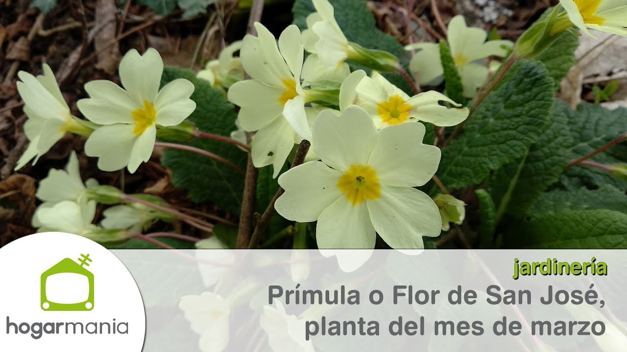 Flor de San José, planta del mes de marzo - @Jardinatis - YouTube