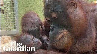 Orangutan yang terancam punah lahir di kebun binatang Blackpool.