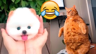 😂 Funny Paws: The Funniest Video Clips with Amusing Animals 😹