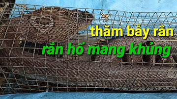 Thăm bẫy rắn ngày đầu năm mới cái đầu tiên đã dính rắn hổ mang khủng rồi/ săn bắt miền Tây