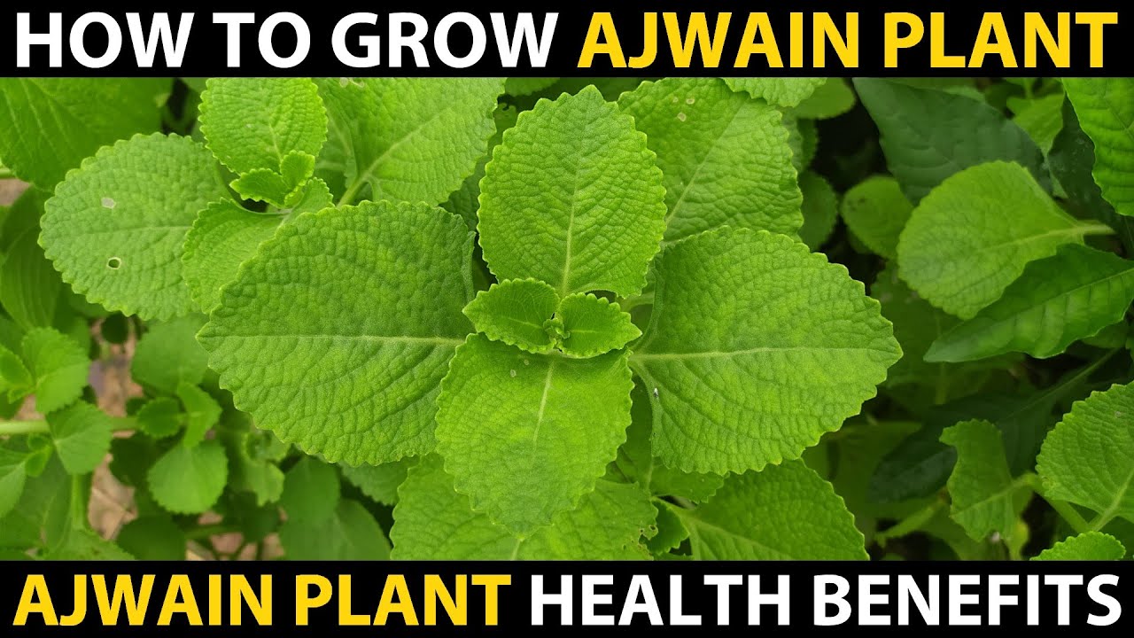 How to Grow AJWAIN PLANT at Home MEXICAN MINT Medicinal Uses YouTube