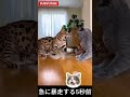 🐱「急に暴走する5秒前」 — “Five Seconds Before Chaos” #cat #funny #chihuahuafanclub #cat
