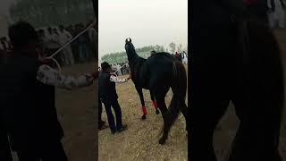 #horse #viralvideo #punjab #punjab #viral #horsepower #fast #viralshort