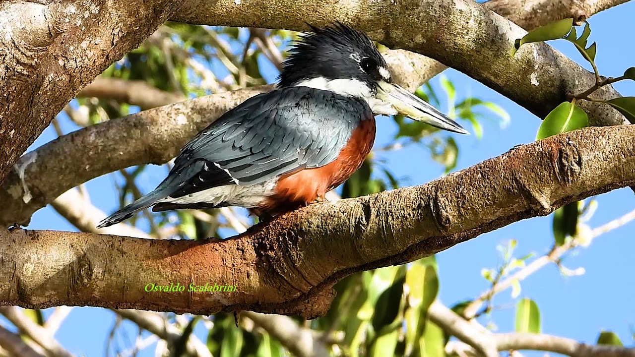Martim-pescador-grande macho na espera, Megaceryle torquata, Ringed