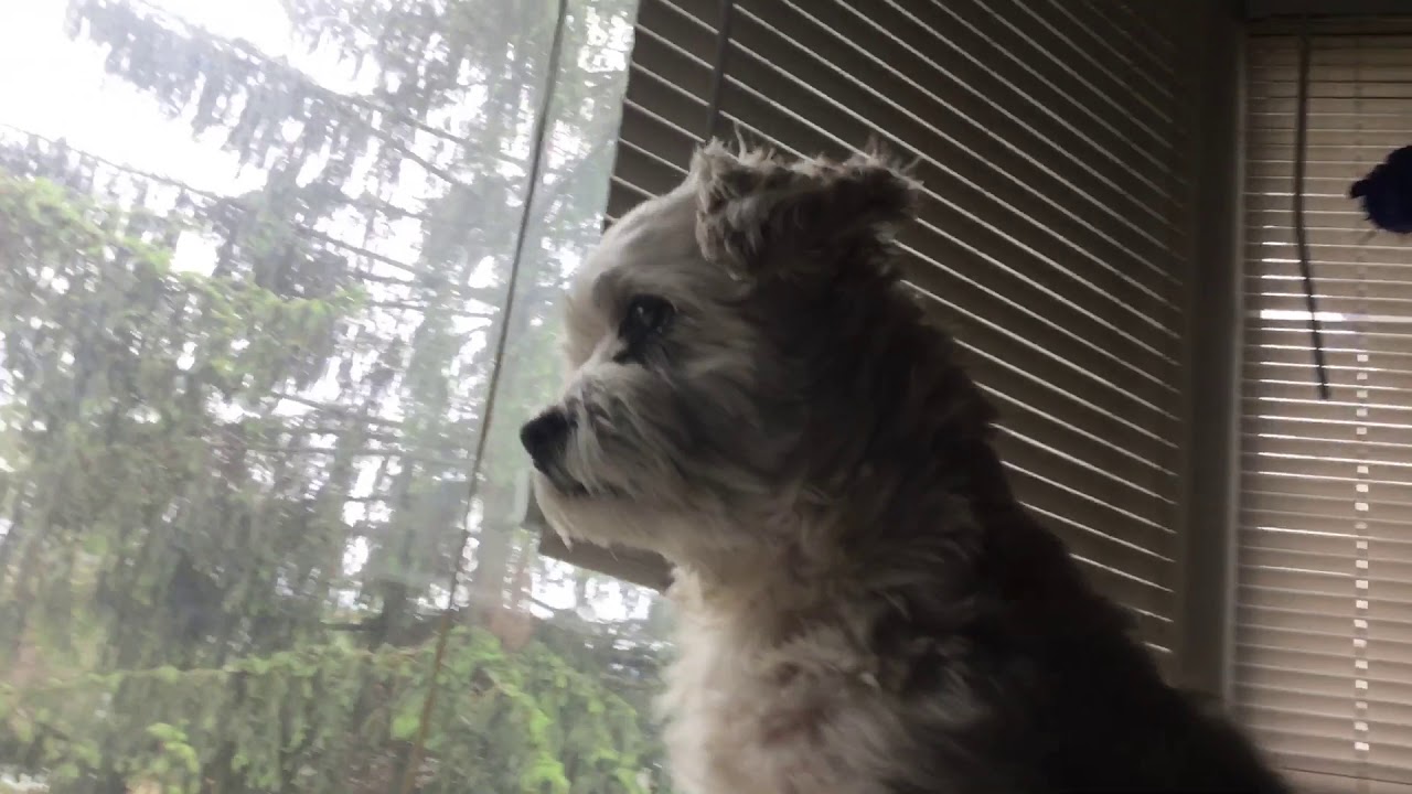 camera iphone 8 plus apk Dog reveal 🐶🐶🐶