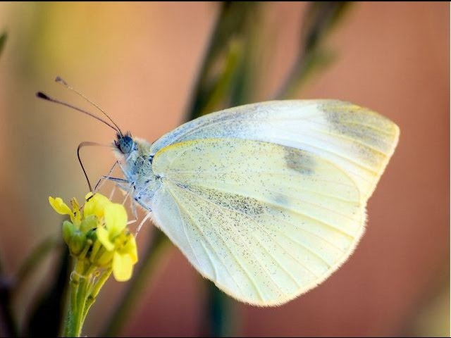How to Get Rid of White Cabbage Moth and Caterpillars 