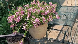Scaevola (Fan Flower) in the Garden