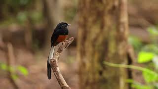 White Rumped Shama