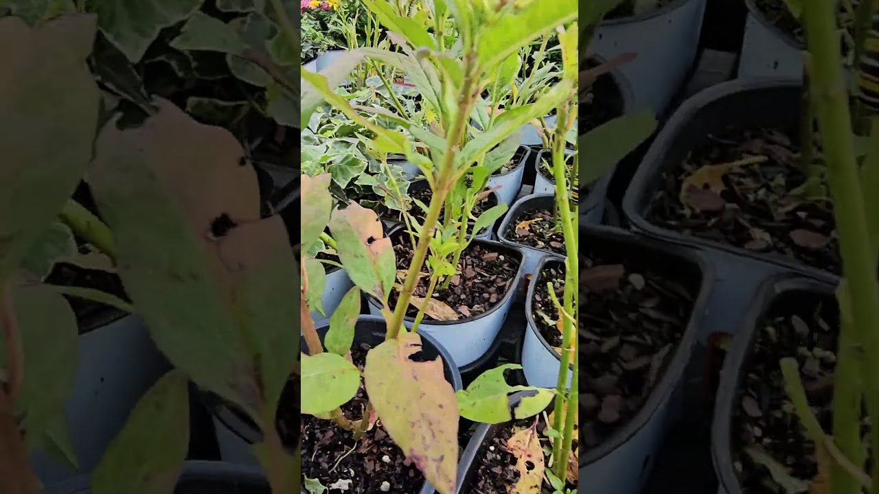 "Butterfly Garden" Gets Too Successful - Never Underestimate Hungry Caterpillars  