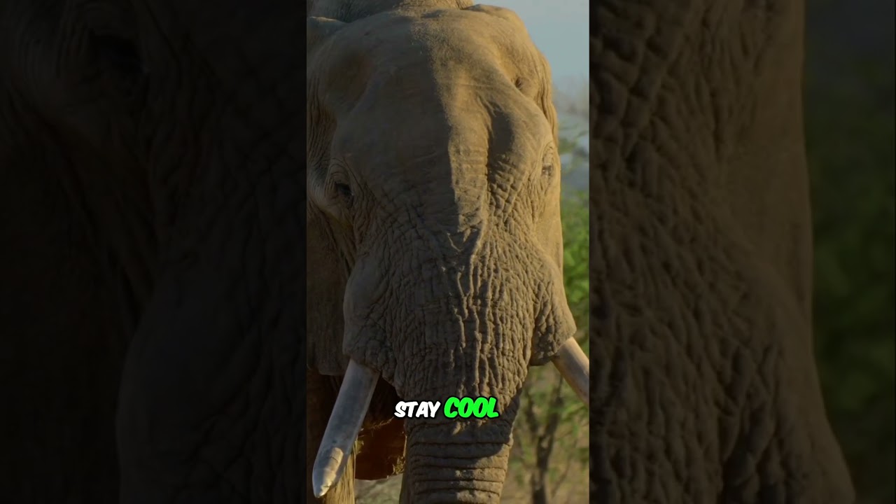 Elephant Types: Savannah vs Forest vs Asian! Did You Know?