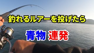 釣れるルアーを投げたら青物連発した