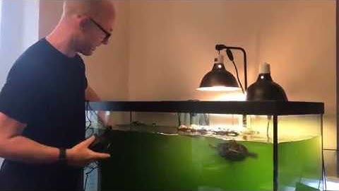 My Turtle Tank Algae Problem FINALLY SOLVED!!