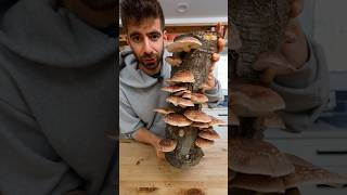 Turning Shiitakes Into Liquid Umami🍄