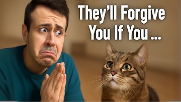 How to Apologize to Your Cat (And Make Sure They Understand You)