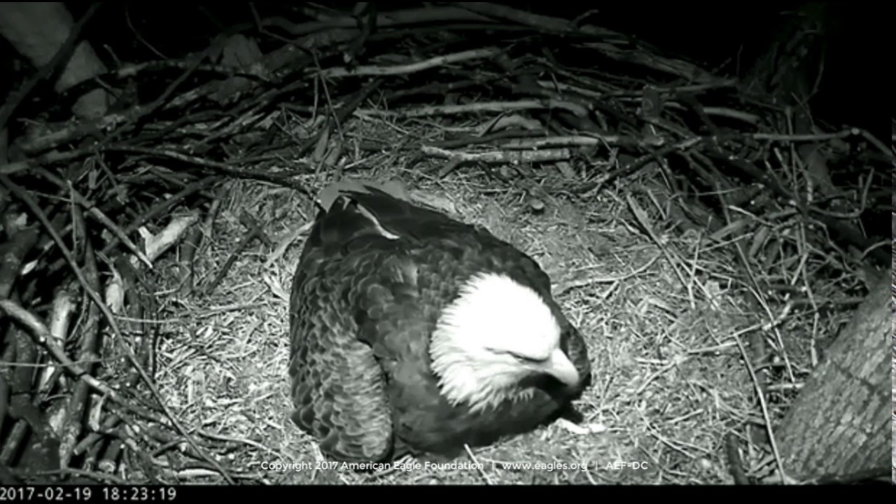 DC Eagle Cam 2-19-17: We Have An Egg!