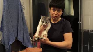 КАК ПОМЫТЬ СТРОПТИВУЮ КОШКУ//ПРОСТЫЕ СОВЕТЫ//ПЕРВЫЙ РАЗ//YOONGI//ЮНГИ КАК ПОМЫТЬ СТРОПТИВУЮ КОШКУ//ПРОСТЫЕ СОВЕТЫ//ПЕРВЫЙ РАЗ//YOONGI//ЮНГИ
