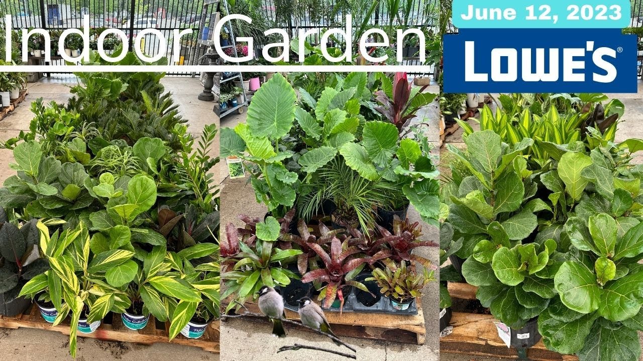Lowe’s Phenomenal Indoor Garden June 2023 Patio Plant Succulent