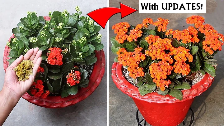Watch: How To Get TONS of FLOWERS On Kalanchoe! - DayDayNews