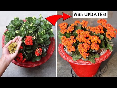 वीडियो: घर का बना कलौंचो फूल: पौधे के खिलने की देखभाल कैसे करें?