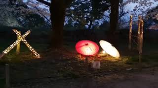 《福岡•旅》2018 Cherry Blossom Spot•福岡城櫻花季～舞鶴 ... 