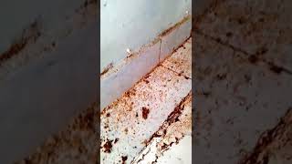 How To Kill The Termite