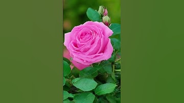 3D ANIMATION OF ROSE #yoga #meditation #3d #animation #flowers #rose