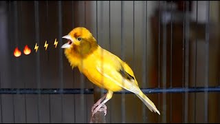 the best canary sound !! canary training