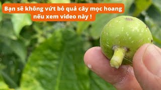 CÂY NGÁI| Công dụng chữa bệnh tuyệt vời của cây ngái | CTQT645555