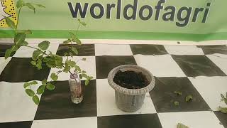 زراعة النعناع. زراعة النعناع في الماء , how to grow mint at home, how to grow mint at home in water