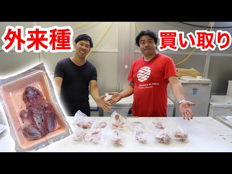 外来種を買い取って餌にする会社に大量のウシガエルを持ち込んでみた