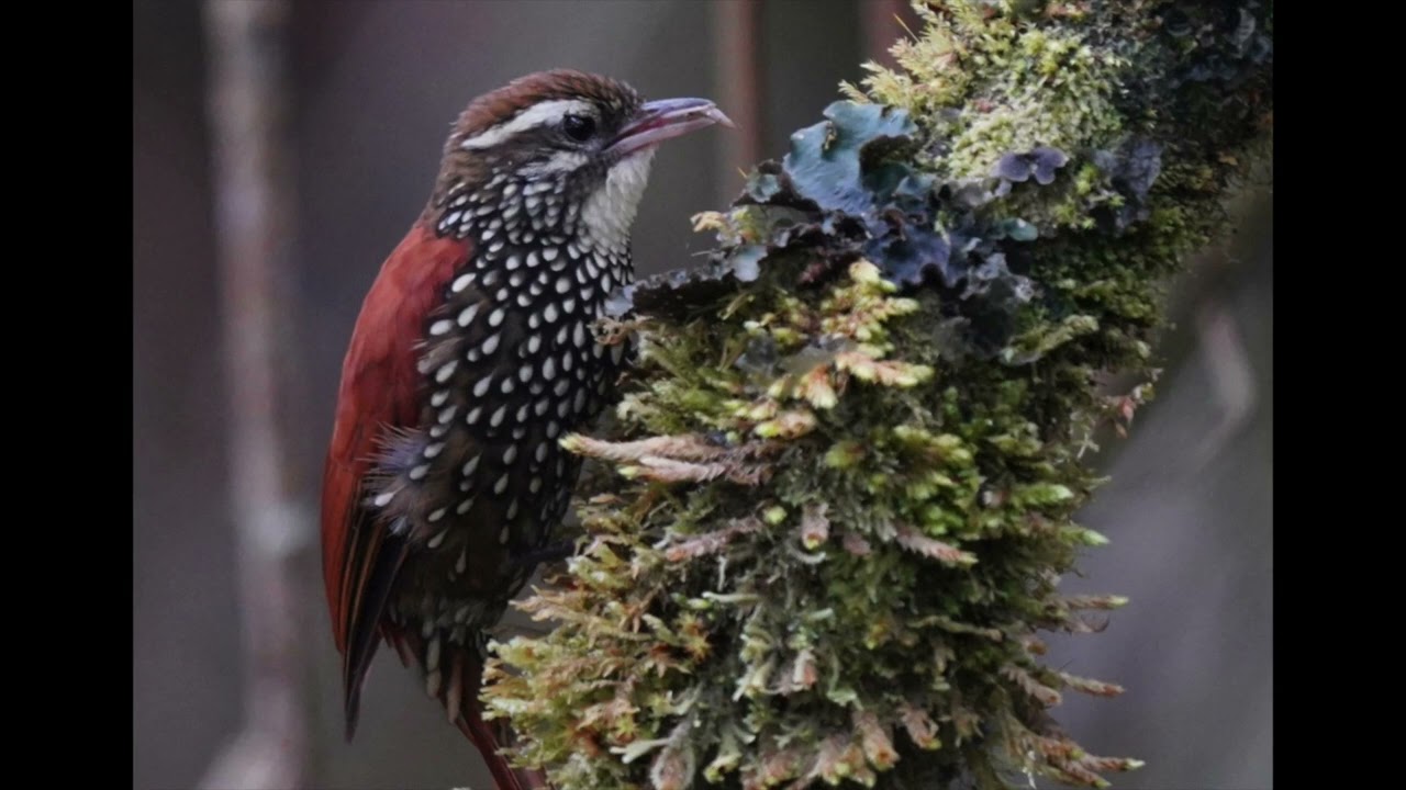 Margarornis squamiger