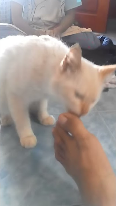 Bila kucing lapo...