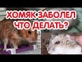 Как узнать что хомяк болен. Хомяк заболел - что делать?