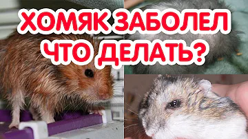 Как узнать что хомяк болен. Хомяк заболел - что делать?
