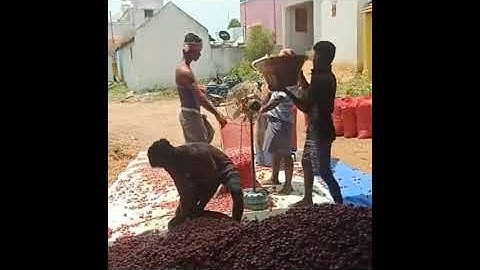 Shallot (Sambar Onion), Packing for Export | Sairam Impex