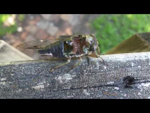 Zombie cicada