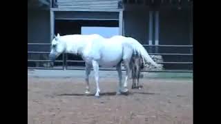 Ramses Effendi Prince Ibn Shaikh X Ramses Safina 1989 Grey Straight Egyptian Arabian Mare
