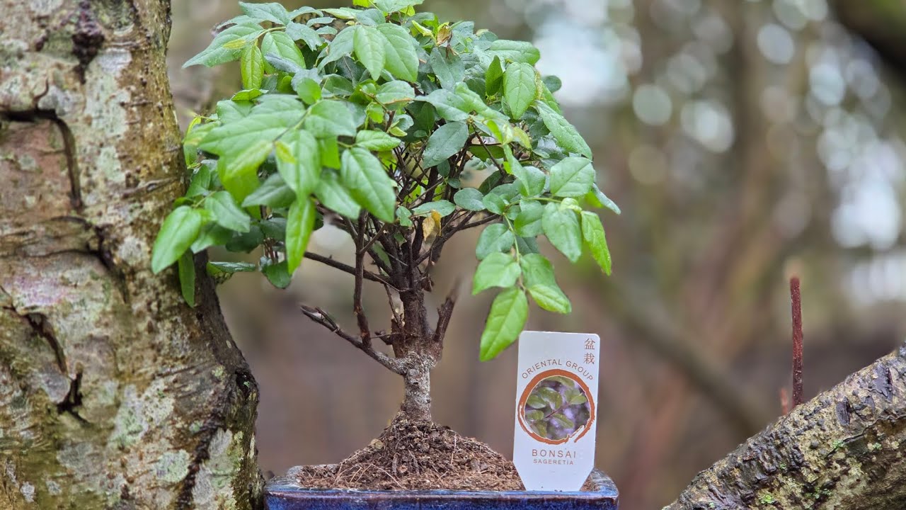 Part 1: Your First Bonsai - Start Here