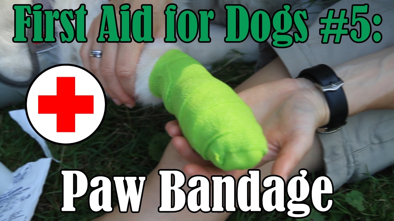 First Aid For Dogs 5 Pfotenverband YouTube