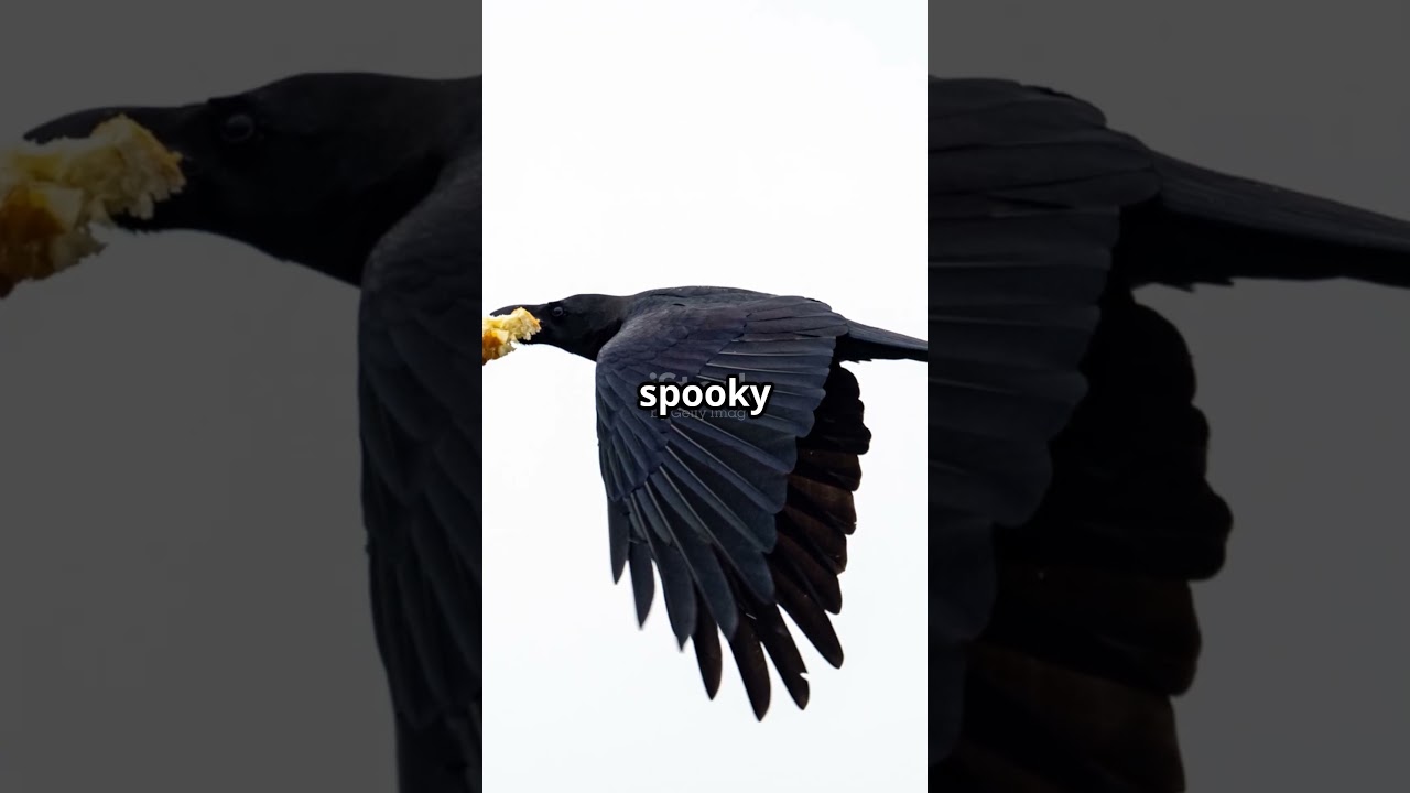 Crows, The Genius Birds You Never Knew!                                                     