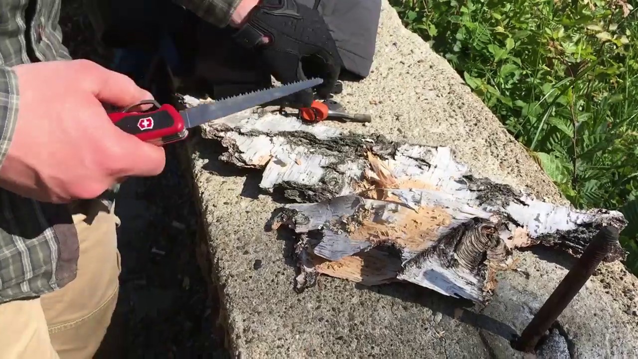 Making fire with light my fire and birch bark YouTube